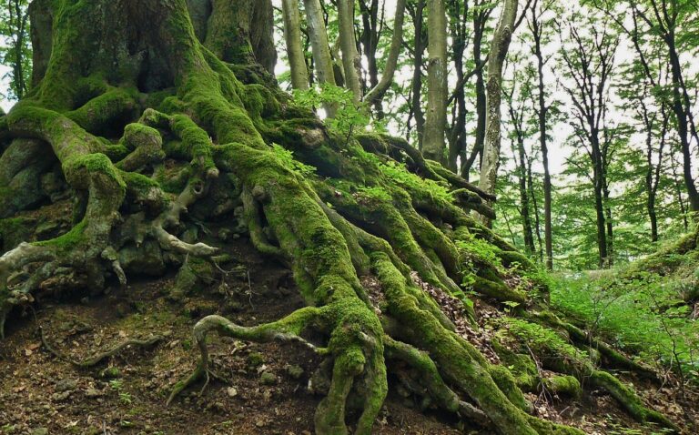 Root Server